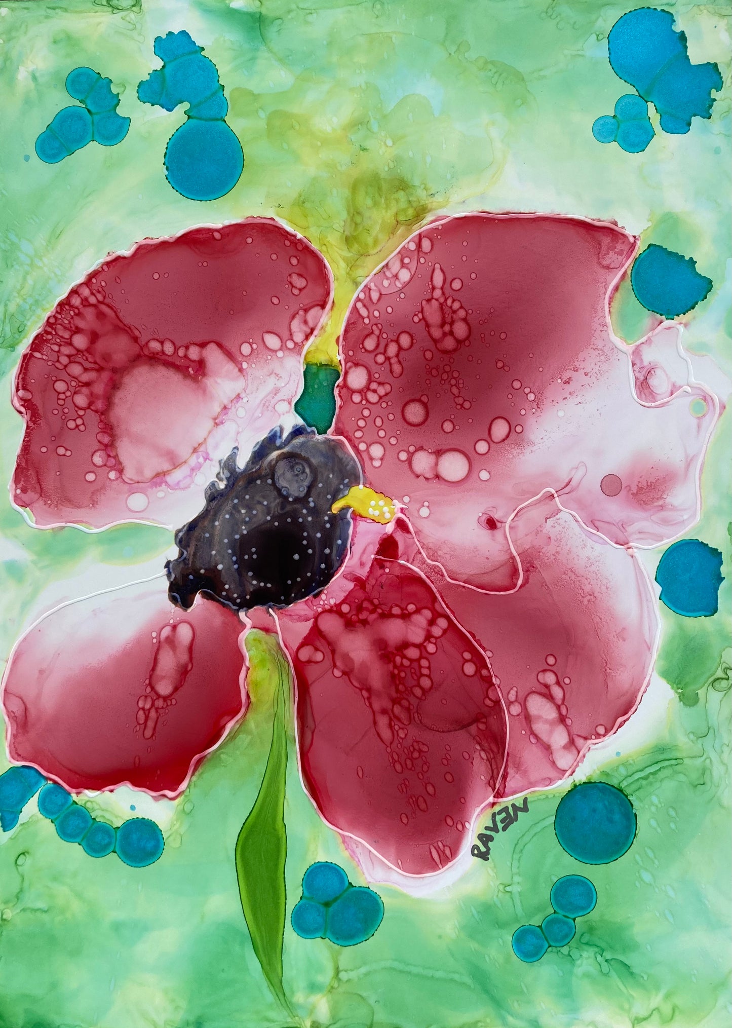Meadow Poppy